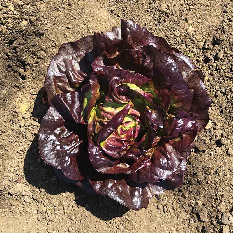 Lettuce Marciano MTO Organic Seed