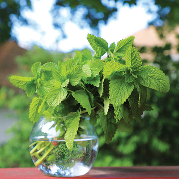 Lemon Balm Alis Organic Seed