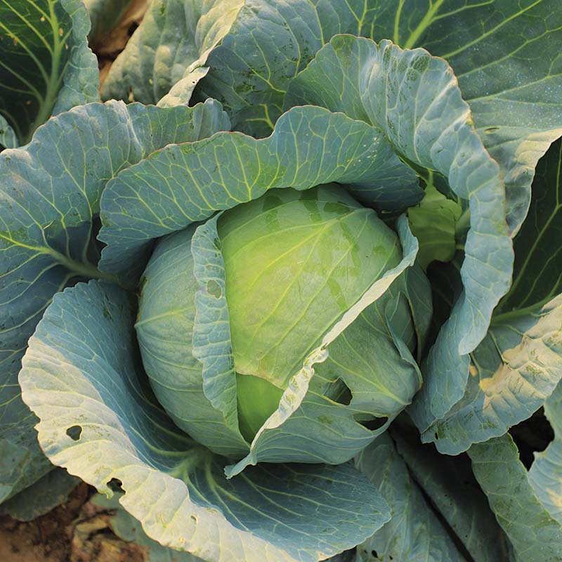 Cabbage Xtreme Vantage F1 Seed