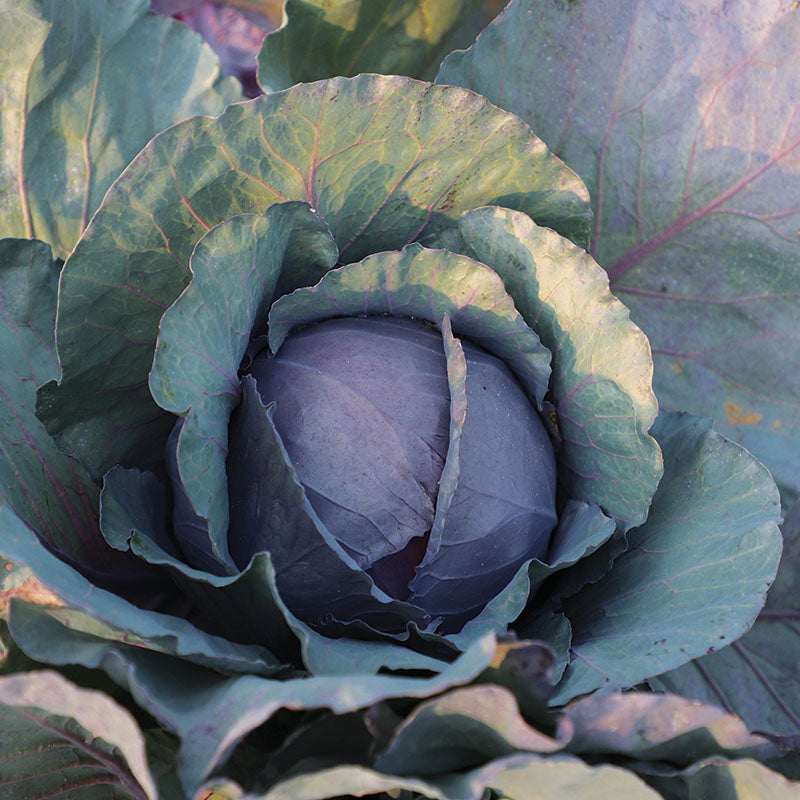 Cabbage Red Jewel F1 Seed