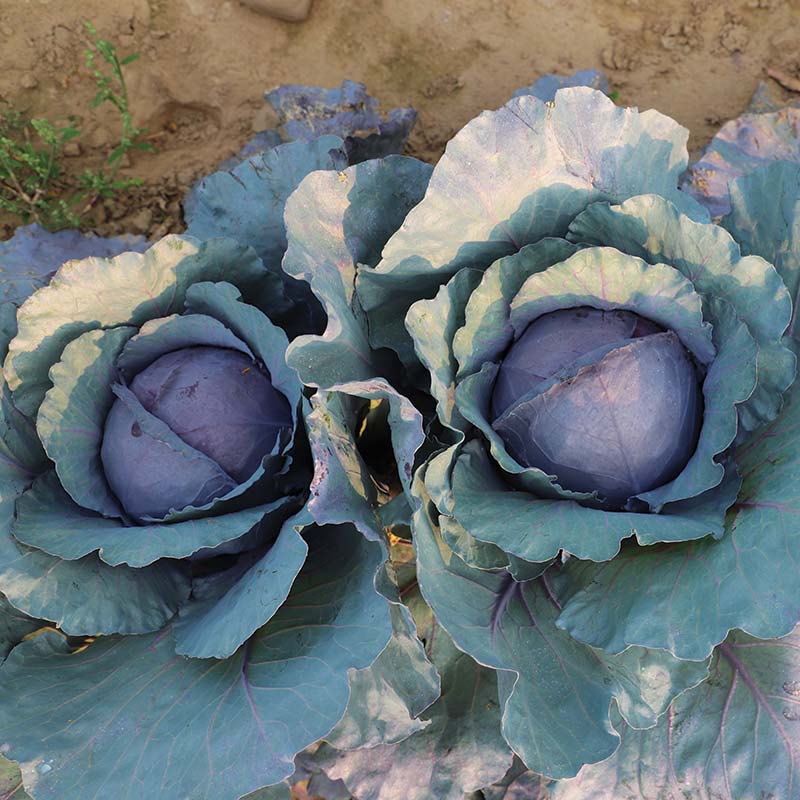 Cabbage Red Jewel F1 Seed