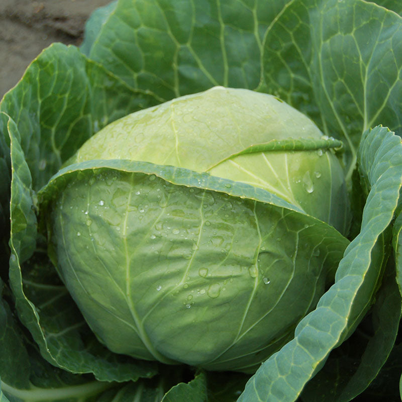 Cabbage Katarina F1 Seed