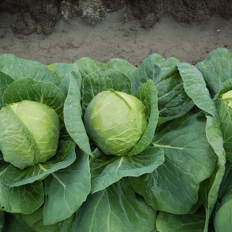 Cabbage Katarina F1 Seed