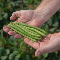 Bean Bartram Seed