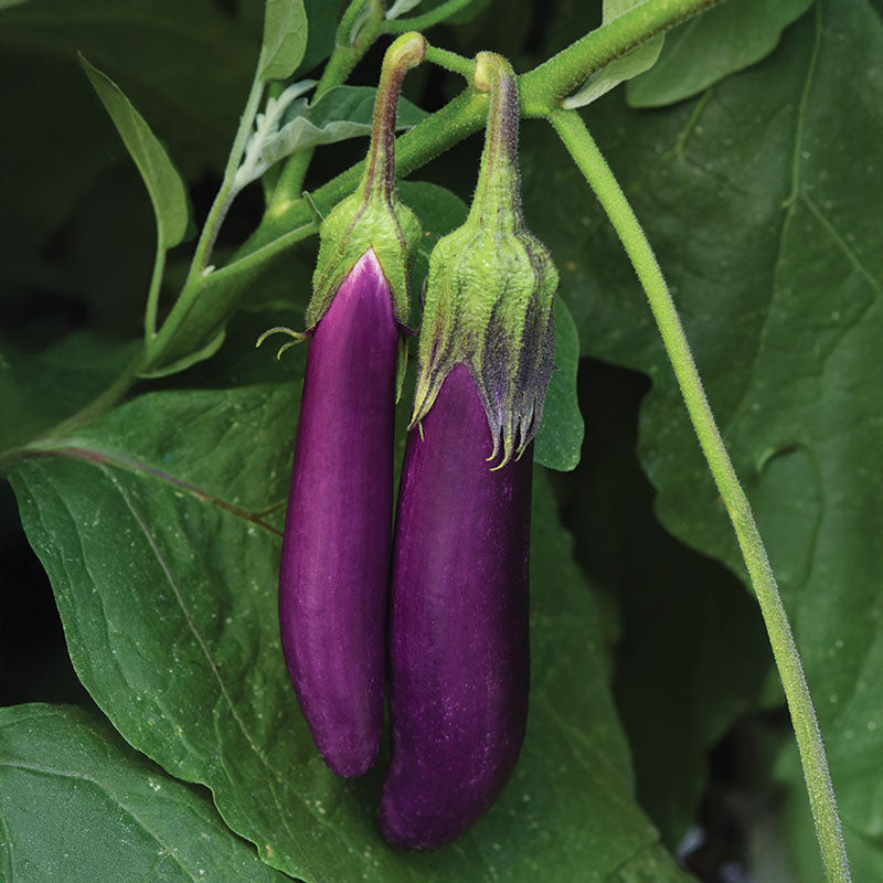 Eggplant Violet Delite F1 Seed