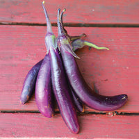 Eggplant Violet Delite F1 Seed