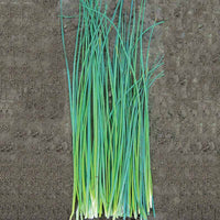 Chive Nelly Organic Seed