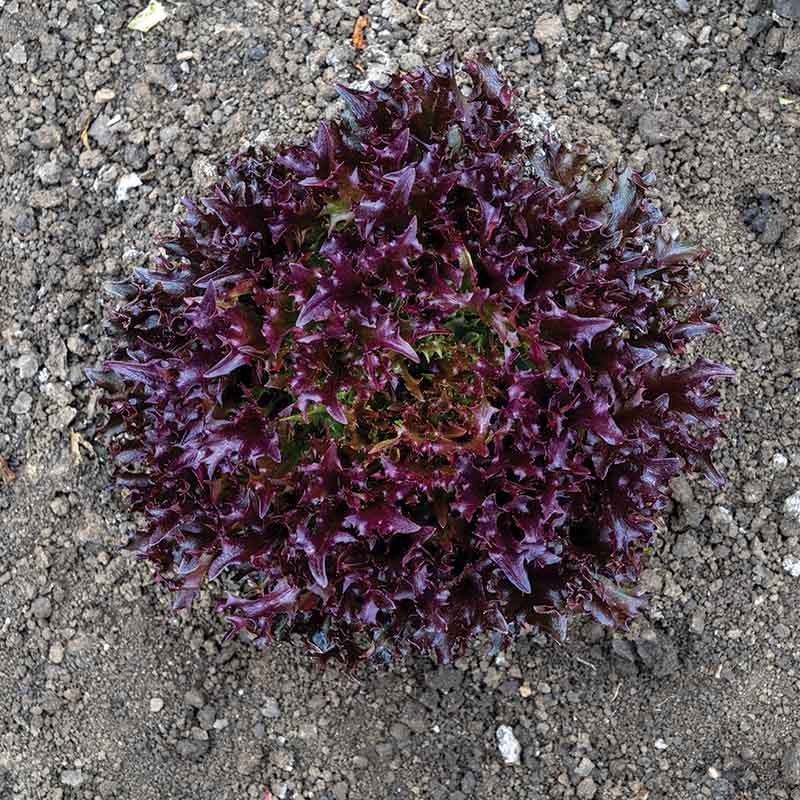 Lettuce Rhone MTO Organic Seed