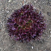 Lettuce Rhone MTO Organic Seed