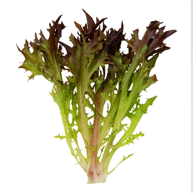 Lettuce Rhone MTO Organic Seed