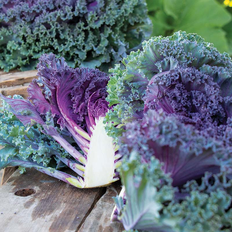 Kale Rainbow Candy Crush F1 Seed