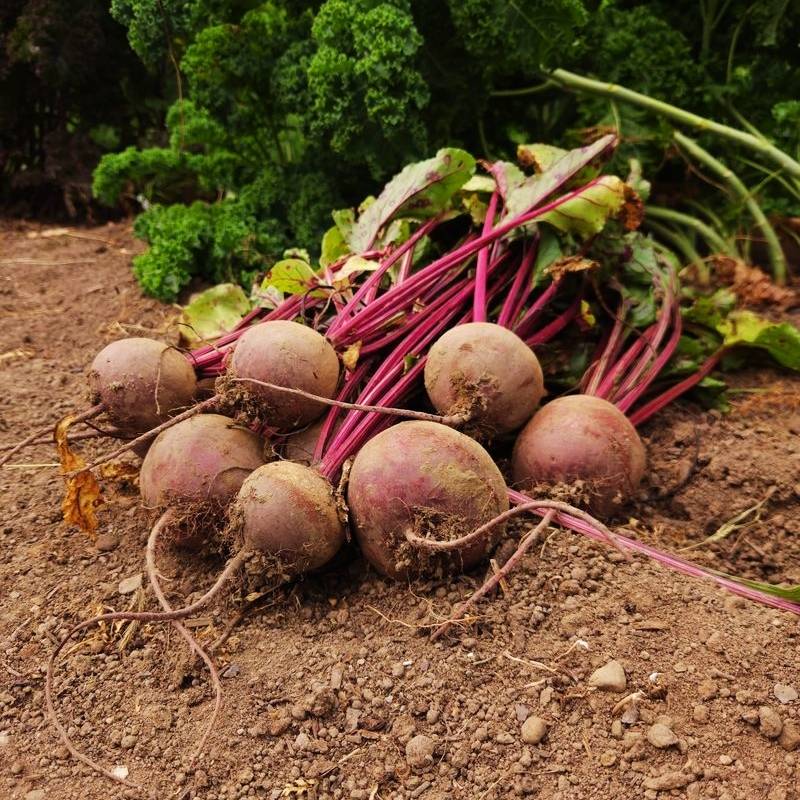 Beet Red Atlas F1 Seed