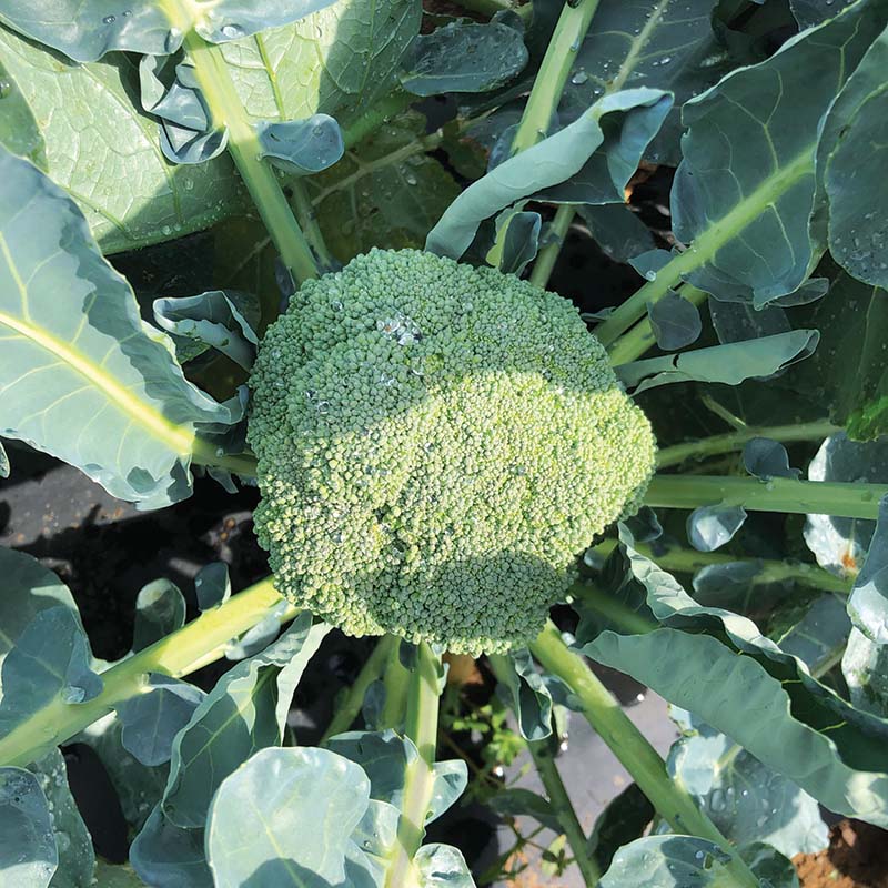 Broccoli Batory F1 Seed