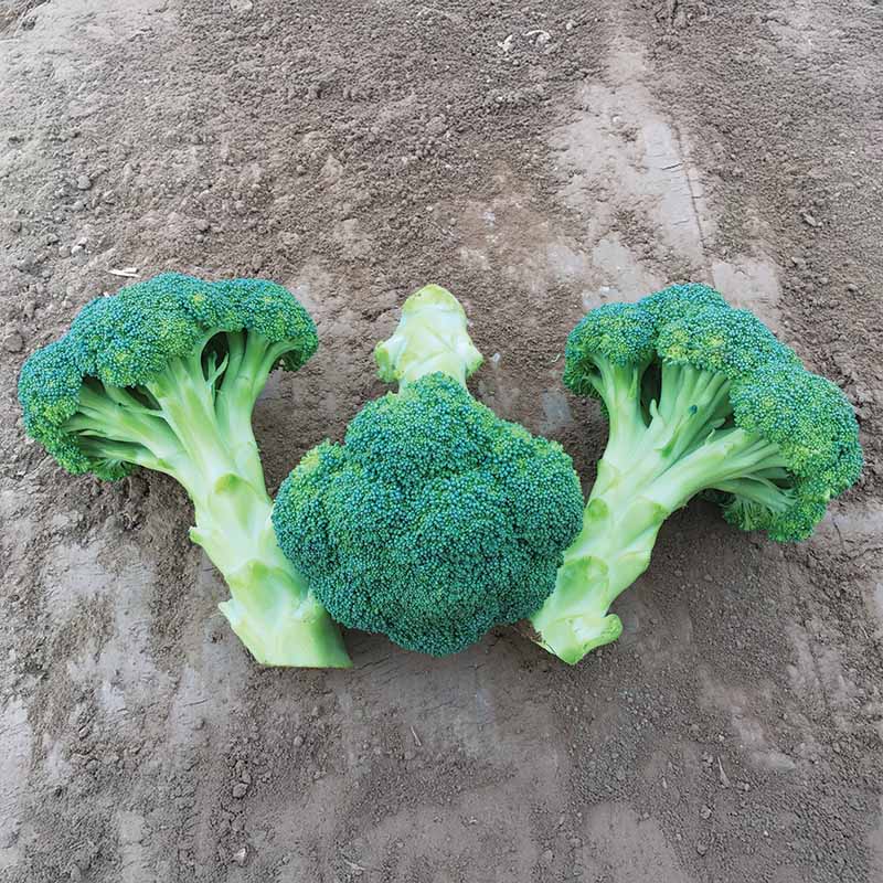 Broccoli Spectre F1 Seed