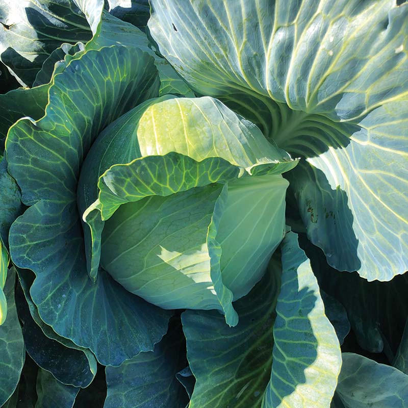 Cabbage Satie F1 Seed