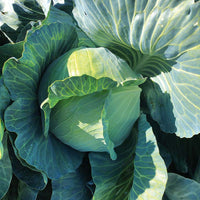 Cabbage Satie F1 Seed