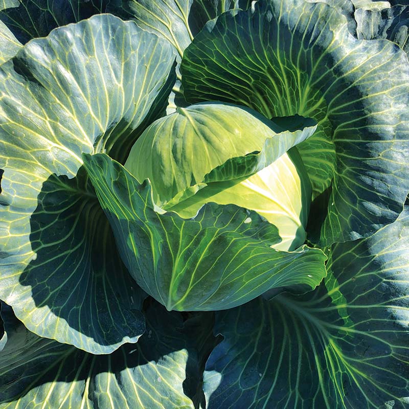 Cabbage Satie F1 Seed