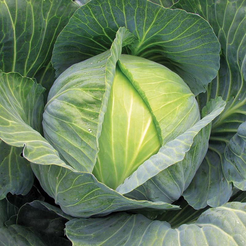 Cabbage Satie F1 Seed