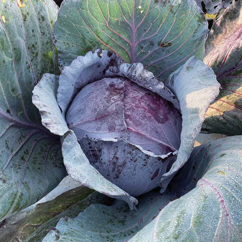 Cabbage Roadie F1 Seed