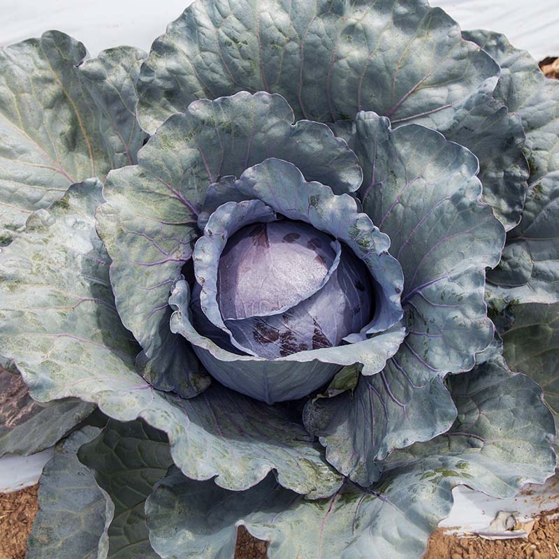 Cabbage Roadie F1 Seed