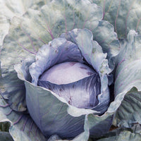 Cabbage Roadie F1 Seed