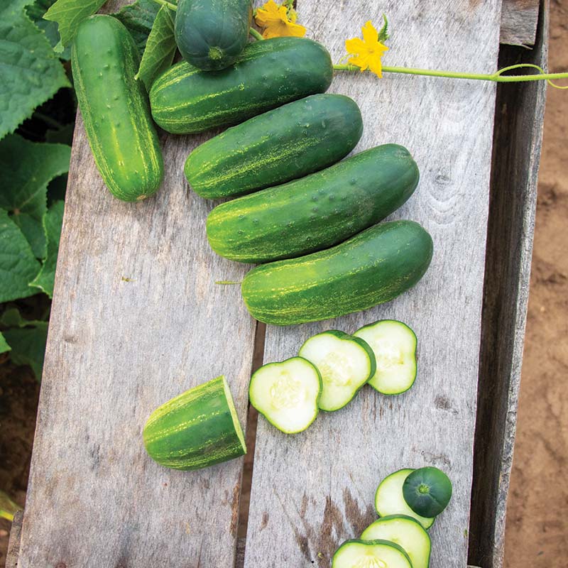 Cucumber El Camino F1 Seed