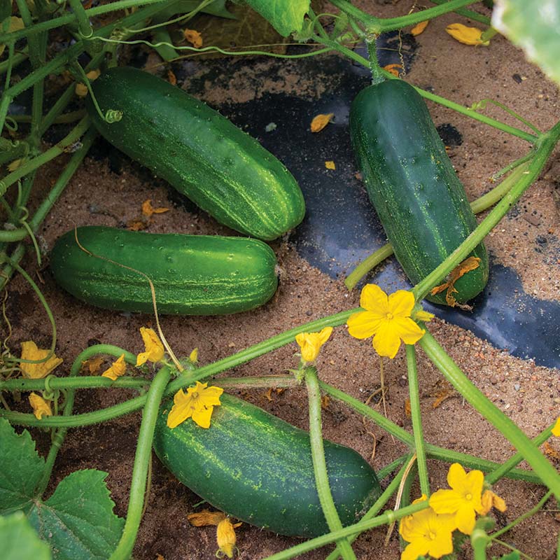 Cucumber El Camino F1 Seed