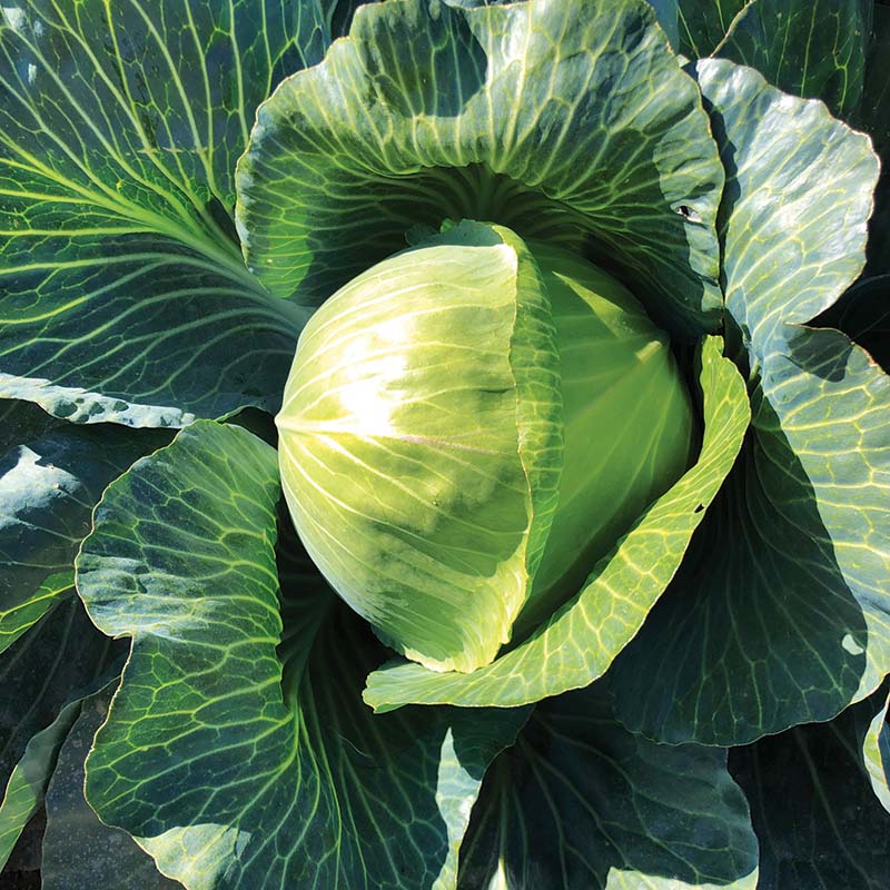 Cabbage Storage #4 F1 Seed