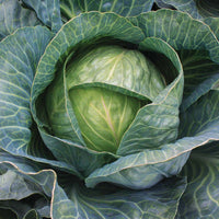 Cabbage Storage #4 F1 Seed