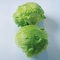 Lettuce Meridian Seed