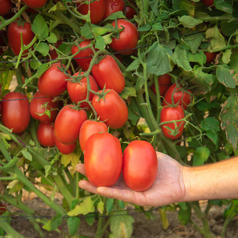 Tomato Atrevido F1 Seed