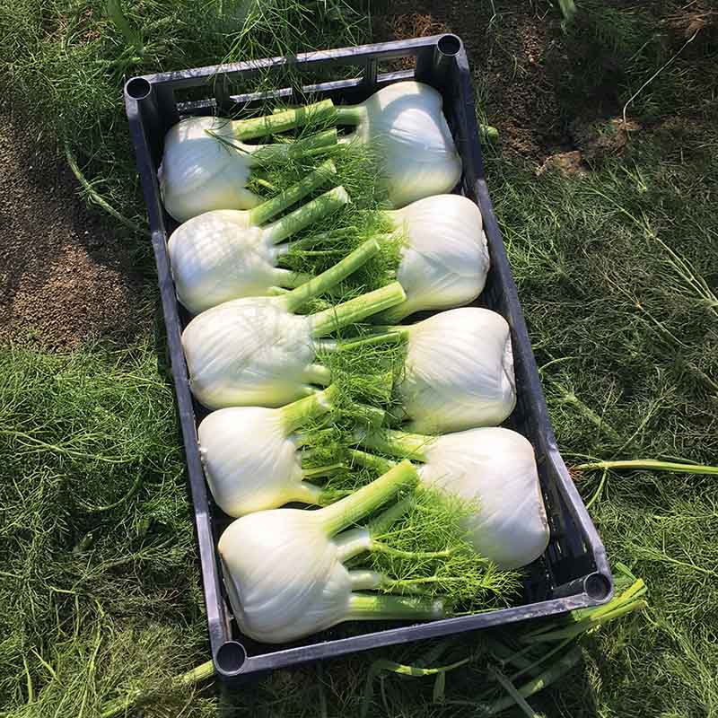 Fennel Dragon F1 Organic Seed