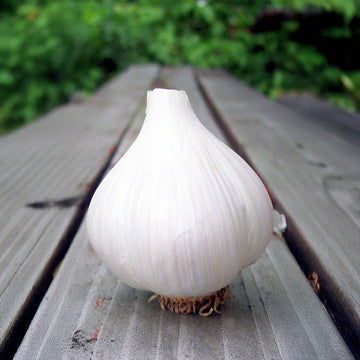 Garlic German White Hardneck Certified Naturally Grown