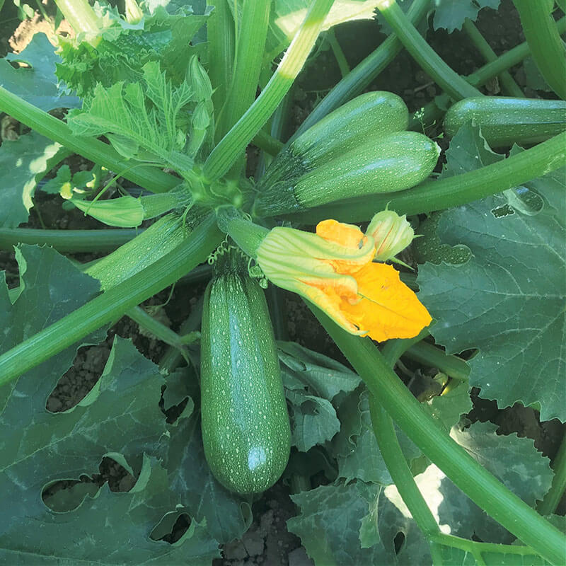 Squash Mexicana F1 Organic Seed – Harris Seeds