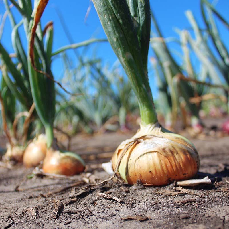 Onion Candy F1 Live Plants