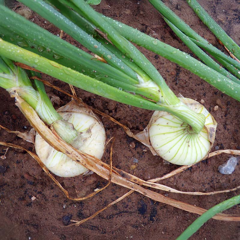 Onion Super Star F1 Live Plants