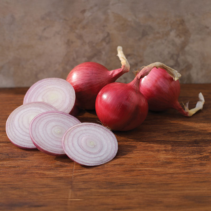 Onion Blush F1 Live Plants