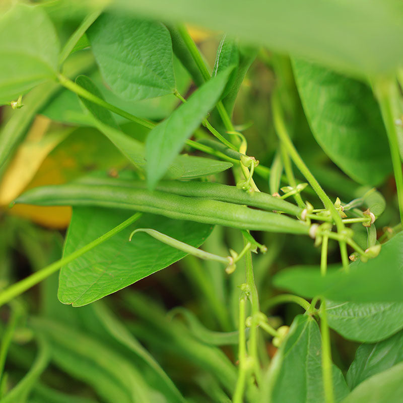 Bean Nyquist Seed