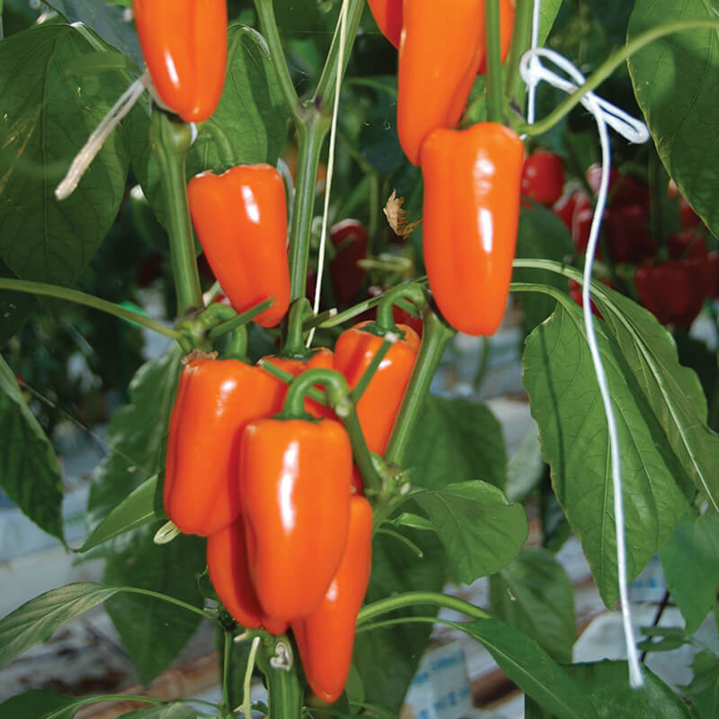 Pepper Orange Sweetie F1 Seed – Harris Seeds