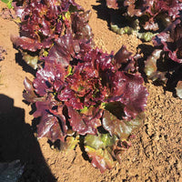 Lettuce Manzanita Seed