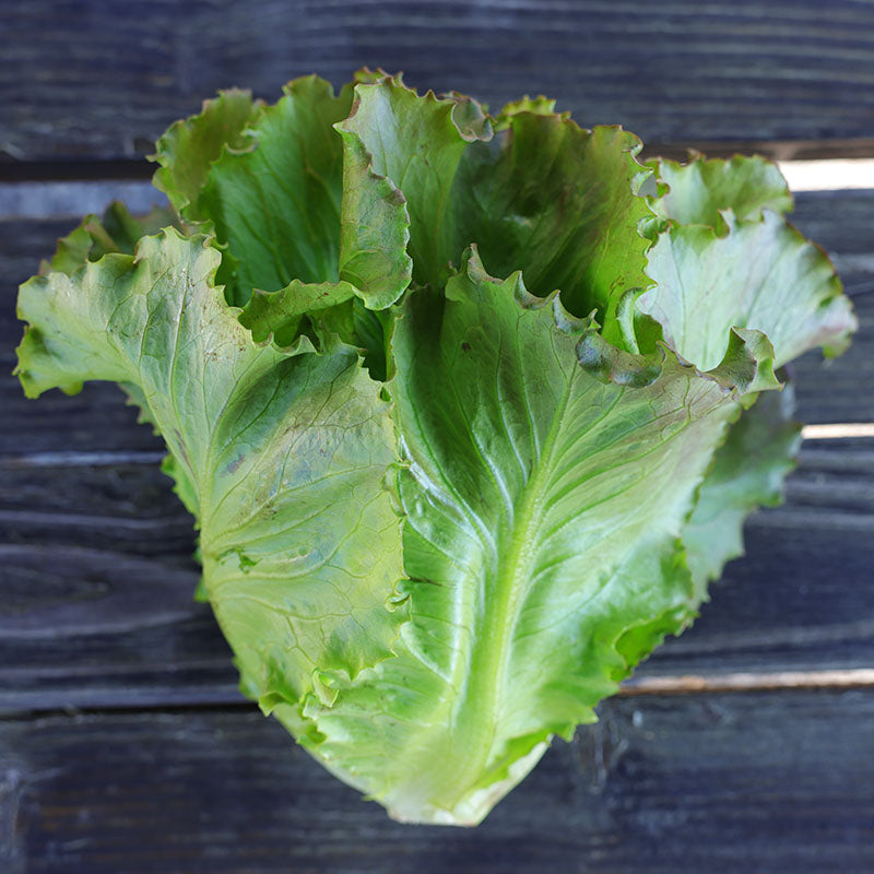 Lettuce Manzanita Seed