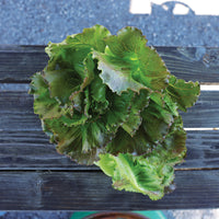 Lettuce Manzanita Seed