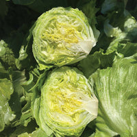 Lettuce Hotshot Seed