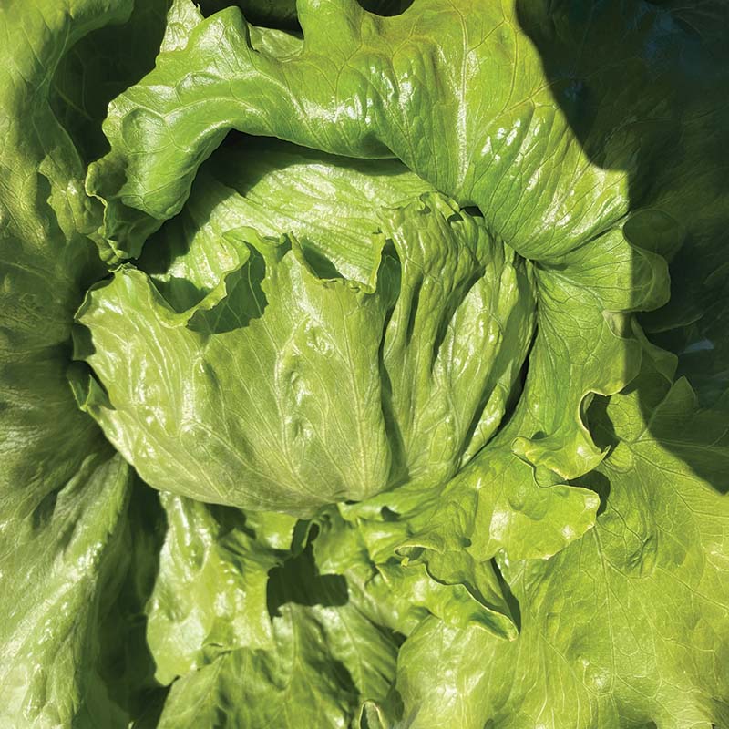 Lettuce Hotshot Seed