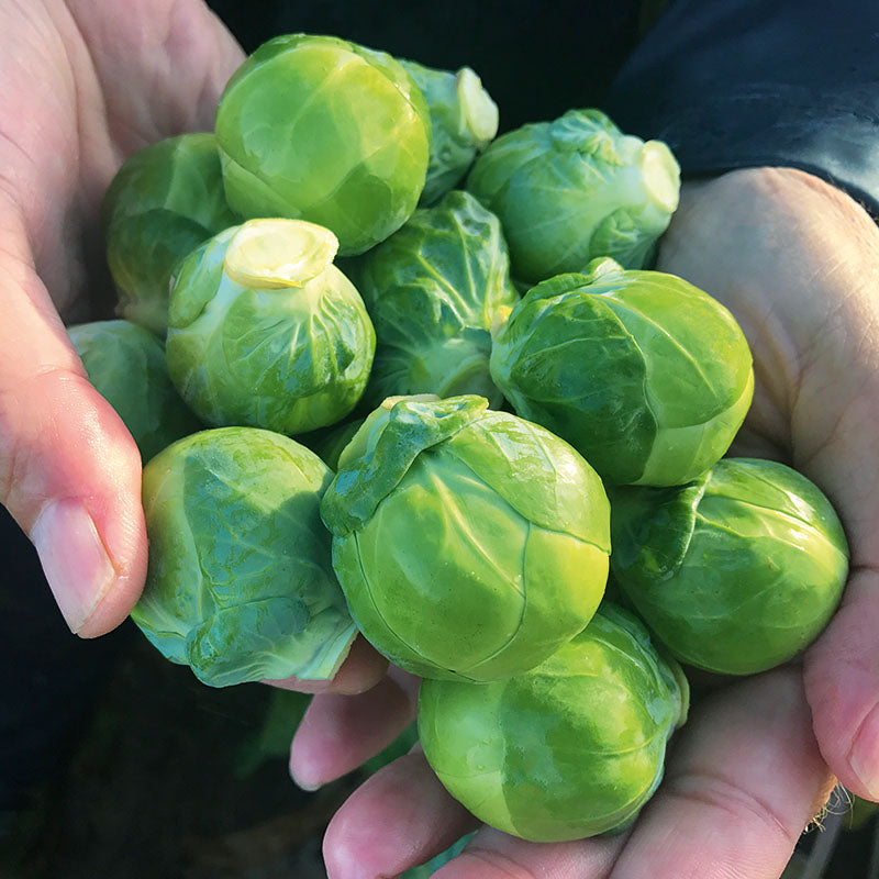 Brussels Sprouts Silvia F1 Seed