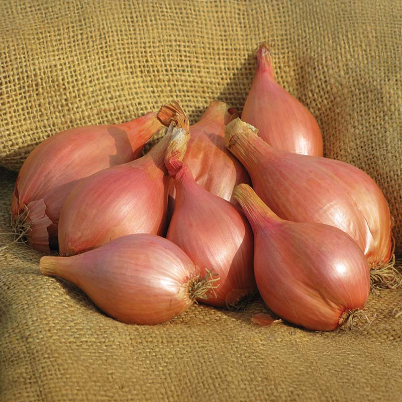 Shallot Conservor F1 Seed