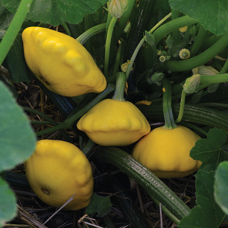 Squash Lemon Sun F1 Seed