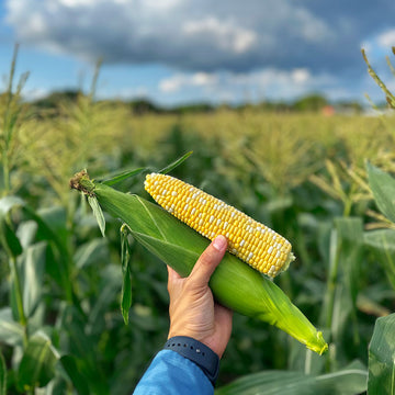 Sweet Corn Awaken F1 Seed