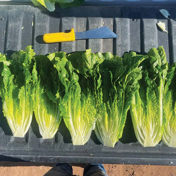 Lettuce Lassen Seed