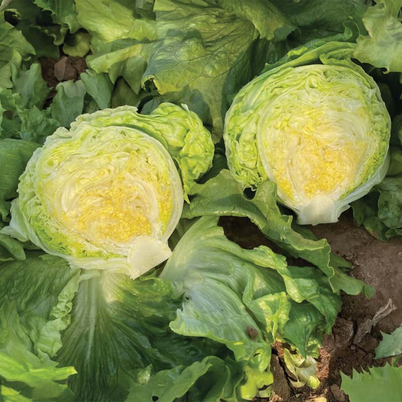 Lettuce Big Shot Seed